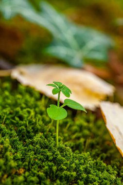 Toprağın içinde küçük yeşil bir bitki büyüyor. Bitki küçük ve bir sürü yaprağı var. Yüksek kalite fotoğraf