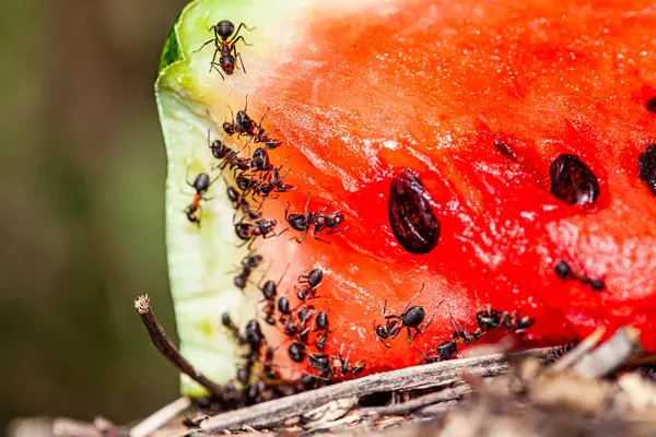 Kırmızı karpuz üzerinde bir karınca. Yüksek kalite fotoğraf