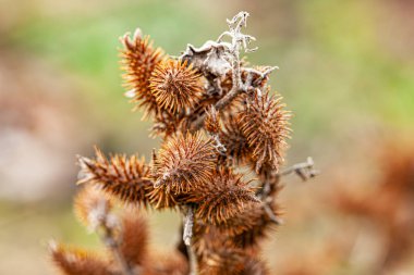 xanthium strumarium rough cocklebur is a species of annual plants of the family Asteraceae. High quality photo clipart