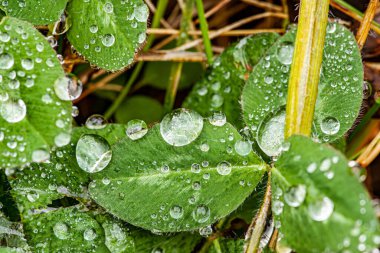 A close-up photo of a plant that has been drenched in rain creates a lot of dew on its leaves. High quality photo clipart