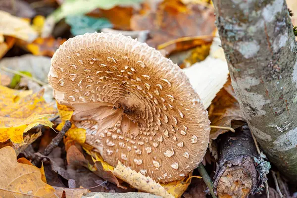 Güzel şemsiye mantarı. Mantar şapkalı, çok renkli şemsiyeli. Bir çeşit mantar şampiyonu ailesi. Üst Manzara. Yüksek kalite fotoğraf