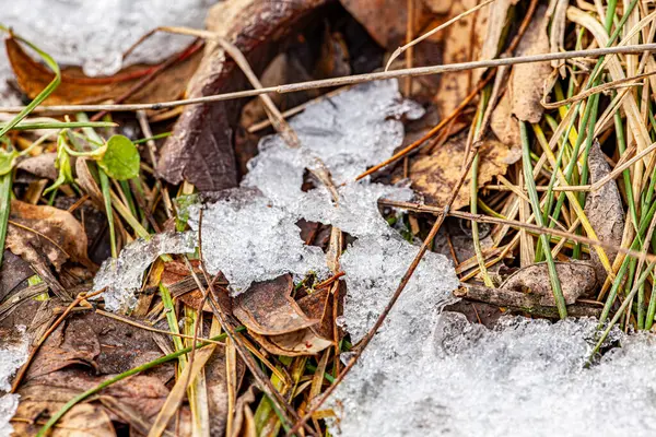 Kış bahçesindeki çimenler. İlk kar. Güneşli bir günde karla kaplı yeşil çimenler ve çalılar, doğal arka plan. Yüksek kalite fotoğraf