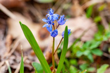 İlkbaharda vahşi ormanda kar damlaları bifoliat Scilla bifolia. Yüksek kalite fotoğraf