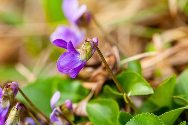 Güzel bir bahar, küçük mor çiçek, Violka kokulu, Violka. Doğada bahar zamanı. Viola odorata. Yüksek kalite fotoğraf