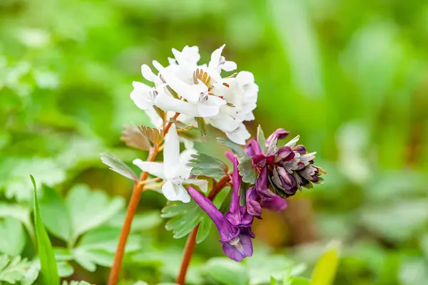 Corydalis cava ampul kökü çiçekleri çiçek açmış, mor menekşe rengi, beyaz, çiçek açan bahar bitkileri ormanda. Yüksek kalite fotoğraf