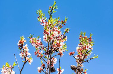 Çiçekli badem bahçesi. Avrupa 'da ilkbaharda açan pembe çiçekli güzel ağaçlar. Badem çiçeği. Yüksek kalite fotoğraf