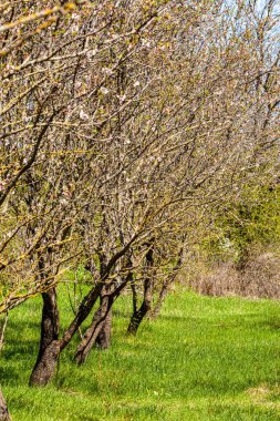 Pembe ve beyaz çiçekler tatlı koku yayar. İsrail baharı şubatta geliyor. Parlak yeşil çimen halısı yeri badem ağaçlarıyla kaplıyor. Yüksek kalite fotoğraf