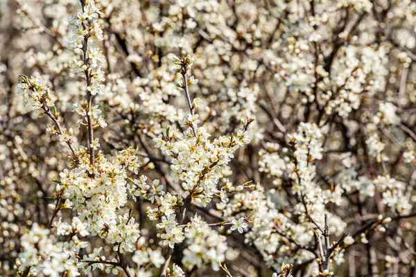 Kara diken ya da yaban eriği çalıları sayısız küçük beyaz çiçeklerle kaplanarak yol kenarında karlı bir perde izlenimi bırakırlar. Yüksek kalite fotoğraf