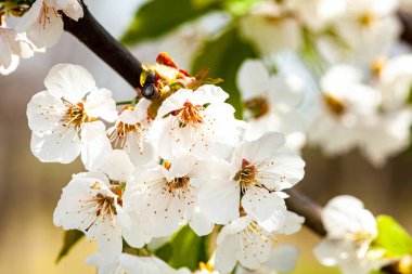 Mavi gökyüzünün altındaki ağaçta beyaz kiraz çiçeklerinin güzel dallarının seçici odak noktası, bahar mevsiminde güzel Sakura çiçekleri, çiçek desenli dokular, doğa arka planı. Yüksek