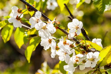Yumuşak odaklı kiraz çiçekli makro dalları fotokopi uzayı ile güneş ışığıyla aydınlık mavi gökyüzü arka planına odaklanıyor. Bahar doğasının güzel çiçekli görüntüsü. Yüksek kalite fotoğraf