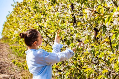 Kiraz bahçesine hayran olan ve bu hoş kokuyu koklamaya çalışan özel ve güzel bir bayanın çok güzel bir portresi. Parlak ve sıcak bir dönem. Doğa bize bu sahneyi sunar.