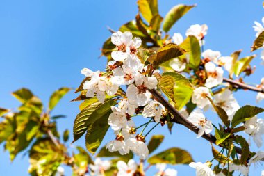 Bahar çiçekleri serisi, güzel kiraz çiçekleri, pembe sakura çiçekleri, resmi adı Cerasus x yedoensis. Yüksek kalite fotoğraf