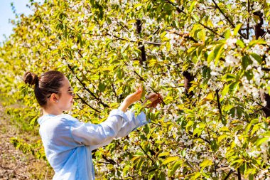 Kiraz bahçesine hayran olan ve bu hoş kokuyu koklamaya çalışan özel ve güzel bir bayanın çok güzel bir portresi. Parlak ve sıcak bir dönem. Doğa bize bu sahneyi sunar.