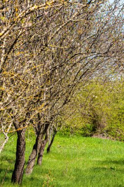 Meyve bahçesindeki uzun badem ağaçları, sıcak altın güneş ışığıyla aydınlatılıyor. Seçici odaklanma. Uzayı kopyala Yüksek kalite fotoğraf