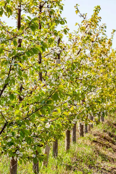 Genç yeşil yaprakları olan beyaz kiraz çiçekleri polen yayıyor, odaklanıyor ve boşluğu kopyalıyor. Çiçek, bahar alerjisi. Yüksek kalite fotoğraf