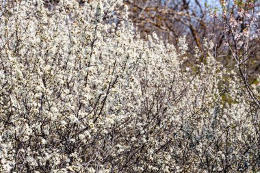 Siyah dikenli dalların yoğun çalıları narin beyaz çiçeklerle kaplanarak, doğadaki canlı enerjiyi yakalıyor ve ilkbaharın erken dönemlerinde yenileniyor. Yüksek kalite fotoğraf