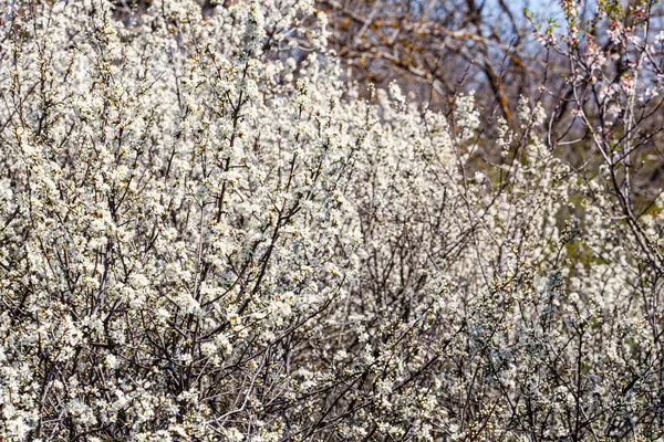 Siyah dikenli dalların yoğun çalıları narin beyaz çiçeklerle kaplanarak, doğadaki canlı enerjiyi yakalıyor ve ilkbaharın erken dönemlerinde yenileniyor. Yüksek kalite fotoğraf