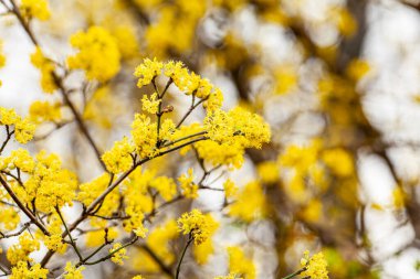 Acacia dealbata. İlkbaharda sayısız sarı infloresans ve iki yapraklı mimoza ağacının ayrıntıları. Yüksek kalite fotoğraf
