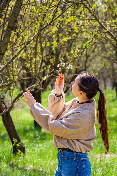 Bahar zamanı meyve bahçesinde çiftçi kontrolündeki erik ağacı fidanı. Organik çiftlikteki tarım faaliyetleri. Yüksek kalite fotoğraf