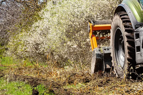 Genç çam ağaçlarının olduğu bir ormanda çalı biçme makinesiyle ormancılık endüstrisi. Yüksek kalite fotoğraf