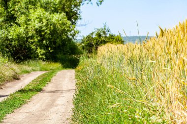 Bir yakut tohumu tarlası, bir tahıl tarlası ve meşeli bir çitle birlikte arazide akan tarımsal bir yol. Lebrade yakınlarındaki Almanya 'da bahar manzarası, Schleswig-Holstein. Yüksek kalite fotoğraf