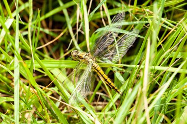 Sıradan bir yeşil yusufçuk, gölün yakınındaki bir sazlıkta hafifçe dinlenir. Yüksek kalite fotoğraf