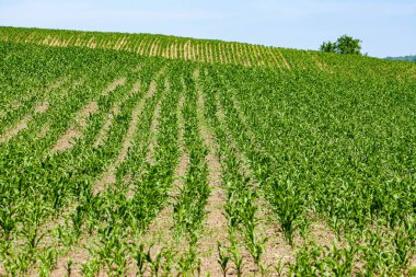 Gün batımında canlı yeşil mısır tarlası olan tarım arazisi. Yüksek kalite fotoğraf