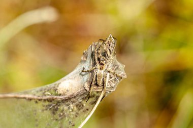 Tetranychus urticae kırmızı örümcek maytı (İngilizce: Tetranychus urticae red spider mite), birçok bitkiyi besleyen bir böcek türüdür. Şeker pancarı yaprağında küçük bir grup. Yüksek kalite fotoğraf