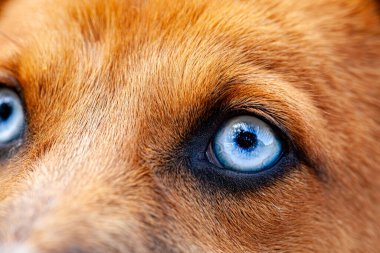 Parkta yakalanmış çok güzel bir köpeğin resmi boynunda mavi bir yakayla, kürkünün rengi parlak bir turuncuydu, çok çekici ve nadir görülen gözleri vardı, mavi bir göz rengi