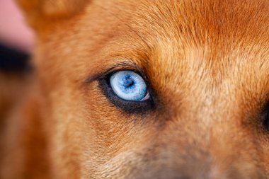 Parkta yakalanmış çok güzel bir köpeğin resmi boynunda mavi bir yakayla, kürkünün rengi parlak bir turuncuydu, çok çekici ve nadir görülen gözleri vardı, mavi bir göz rengi