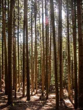 İtalya, Toskana, Arezzo bölgesi, Casentinese ormanında laik ağaçlar.