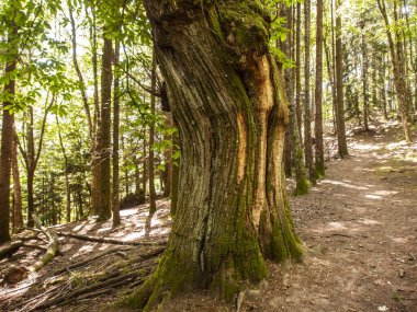 İtalya, Toskana, Arezzo bölgesi, Casentinese ormanında laik ağaçlar.