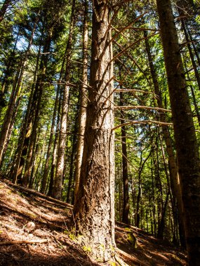 İtalya, Toskana, Arezzo bölgesi, Casentinese ormanında laik ağaçlar.