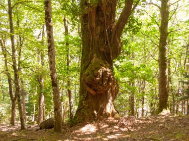 İtalya, Toskana, Arezzo bölgesi, Casentinese ormanında laik ağaçlar.