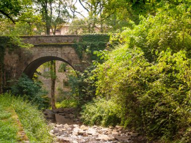 İtalya, Toskana, Arezzo bölgesi, Casentinese ormanında laik ağaçlar.