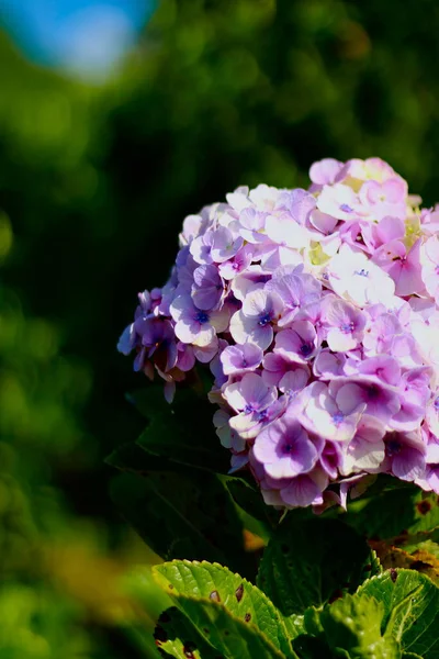 開花植物のクローズアップは 自然成長の活気ある美しさと新鮮さを明らかにします — ストック写真