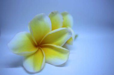 Beyaz bir arka plan üzerinde beyaz çiçek