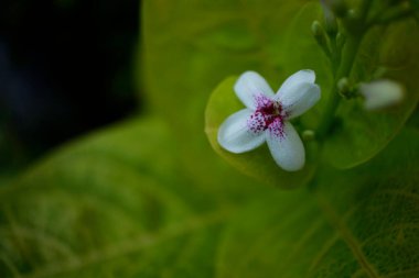 Yaprağın üzerindeki güzel çiçek