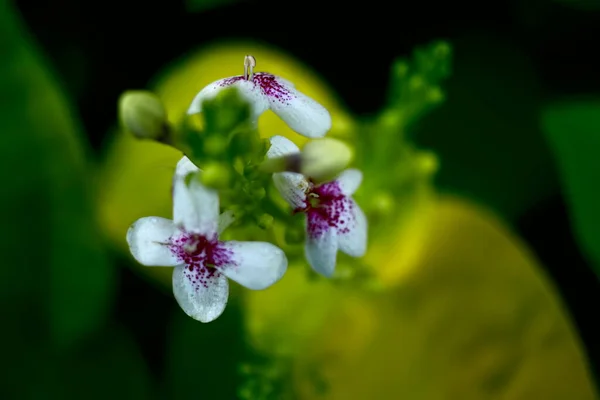Yaprağın Üzerindeki Güzel Çiçek — Stok fotoğraf
