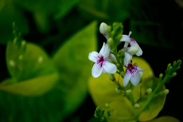Красивый Цветок Листочке — стоковое фото