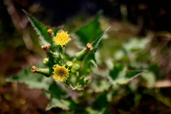 Zbliżenie Dzikich Kwiatów Trawie — Zdjęcie stockowe