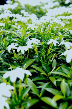 Taze yeşil yapraklar ve yandan görünen beyaz çiçekler.