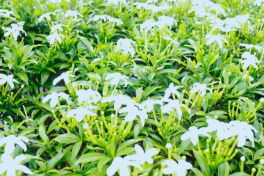 Taze yeşil yapraklar ve yandan görünen beyaz çiçekler.