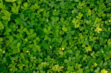 Güzel yeşil yapraklar.