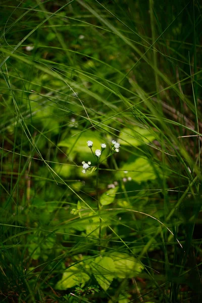 Close Wild Flowers Grass — стоковое фото