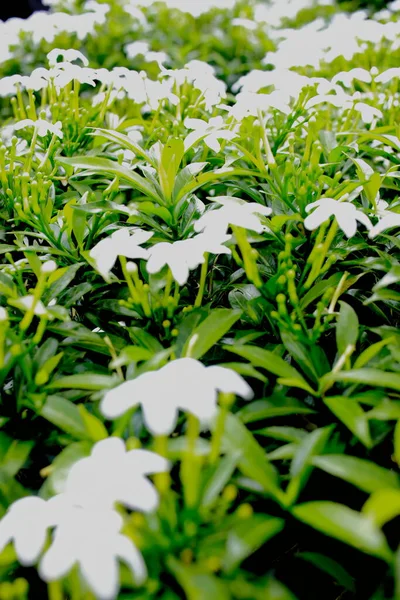 Простор Свежих Зеленых Листьев Белых Цветов Видимых Сбоку — стоковое фото