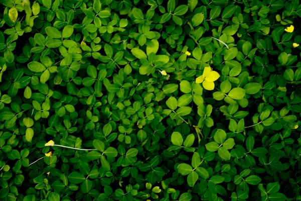 Krásná Rozloha Zelených Listů — Stock fotografie
