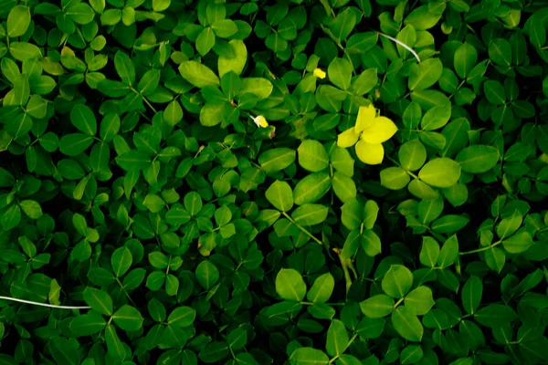 Mooie Uitgestrektheid Van Groene Bladeren — Stockfoto