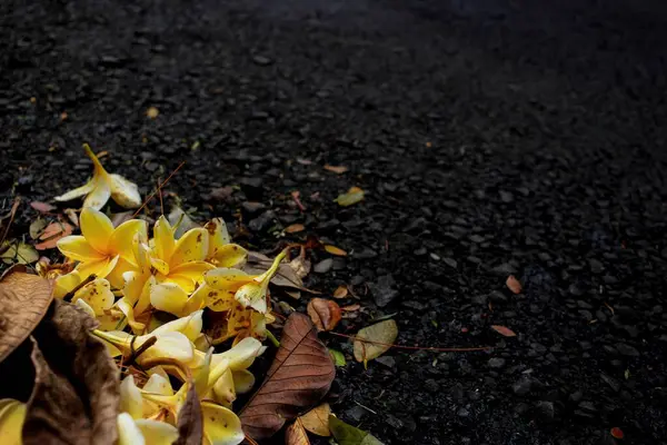 Collections of fallen withered leaves and flowers littered the streets. Withered leaves and flowers were scattered around. fallen leaves. wallpapers nature, foliage, flowers, botanical, organic, plant