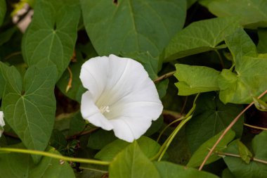 Macro shot of a white flower with leaves surrounding it.